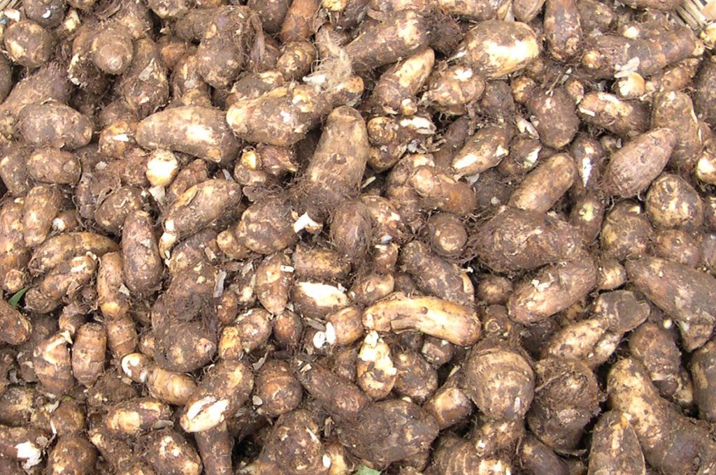 Arbi [Colocasia]
