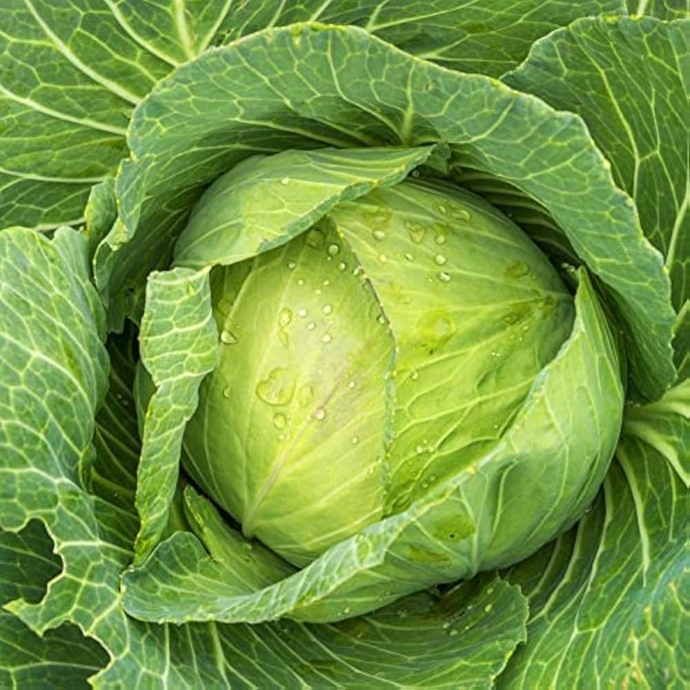 Pattagobhi [Cabbage]