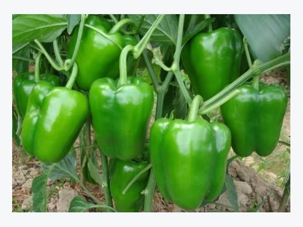 Shimla Mirch [Capsicum]