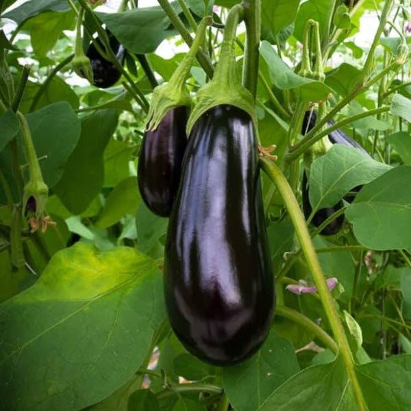 Baigan [Brinjal]